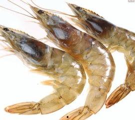 国产大虾介绍视频播放,探寻美味背后的养殖奥秘