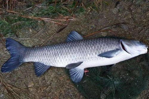 青鱼视频国产手机在线,国产手机在线盛宴，尽享科技魅力