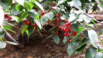 国产大樱桃采摘视频播放,丰收景象尽收眼底