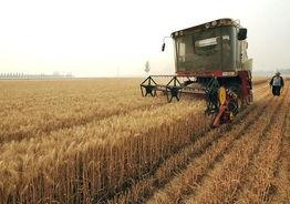 国产小麦单产视频,科技赋能下的丰收奇迹