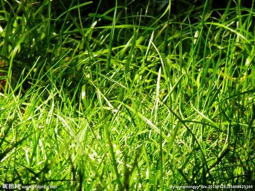 国产清青草视频青,探寻自然之美，感受生命活力