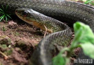 国产蛇宠物饲养技术视频