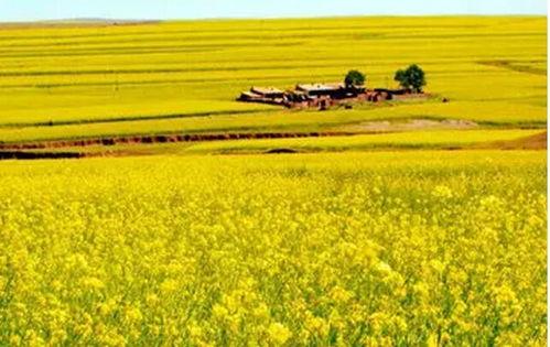 国产油菜籽的视频,绿色油料，健康生活新选择