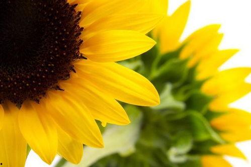 向日葵视频国产精品