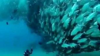 鱼乐 视频 国产